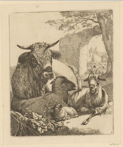 Cow, goat, sheep and lamb lying down