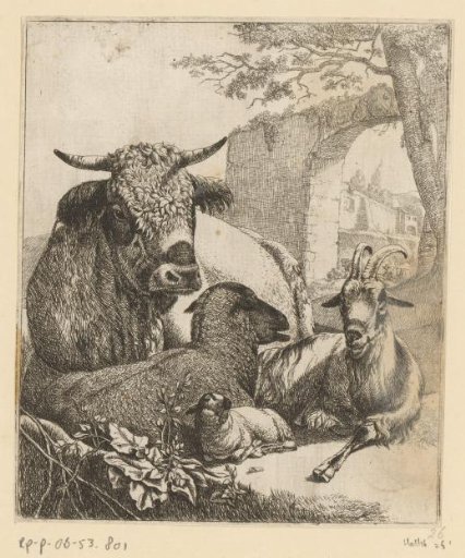 Cow, goat, sheep and lamb lying down