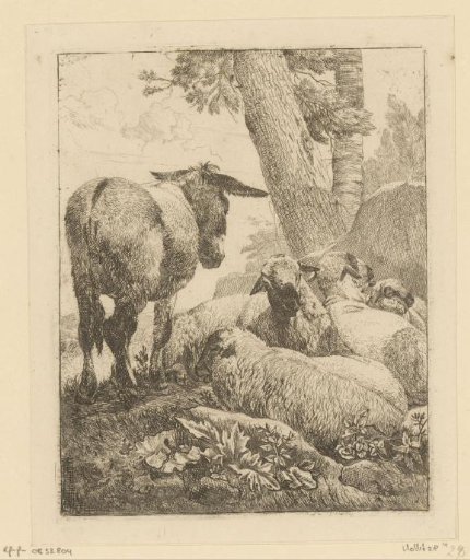 Standing donkey and four sheep lying down