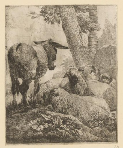 Standing donkey and four sheep lying down