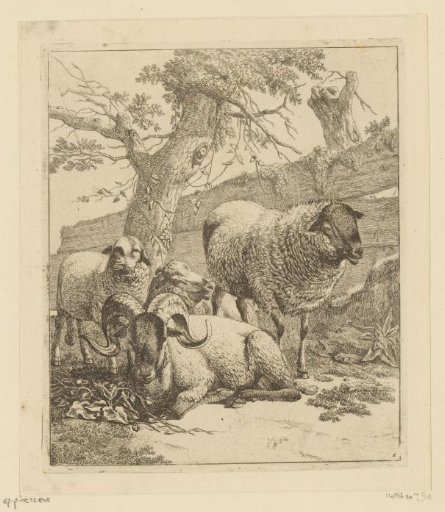 Ram lying down and three sheep near a wooden fence