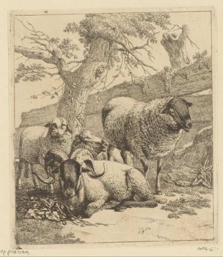 Ram lying down and three sheep near a wooden fence