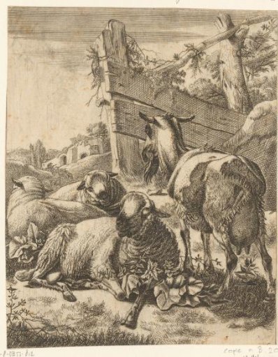 Standing goat and three sheep lying down