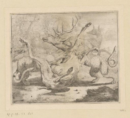 Stag attacked by two panthers