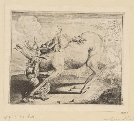 Stag attacked by leopards