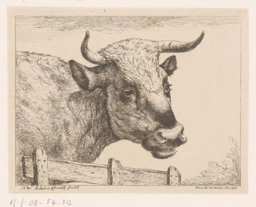 Head of a Cow by a Fence