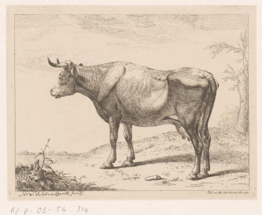 Cow