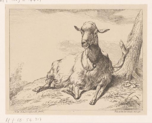 Lying goat