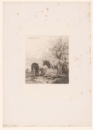 Four Cows in a Meadow