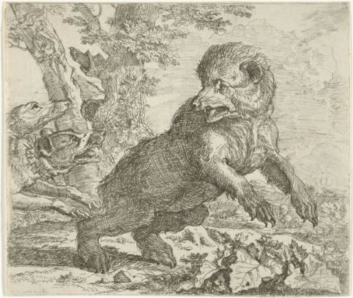 Bear Attacked by Dogs