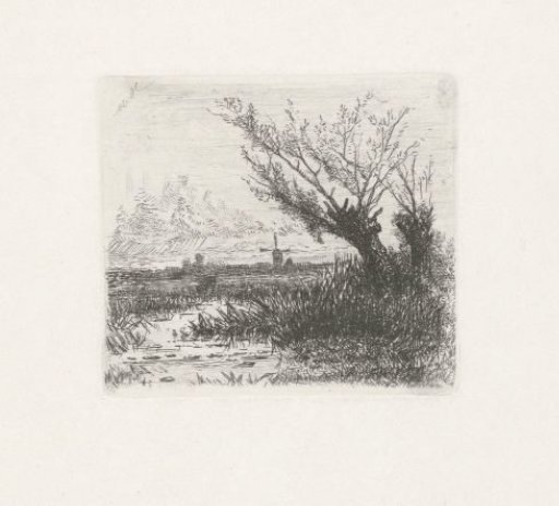 Pollard Willows along a Ditch
