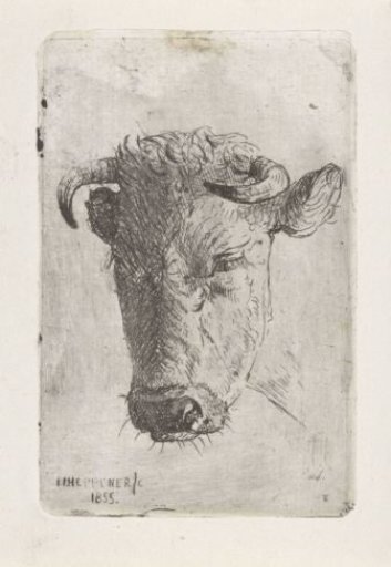 Cow's Head