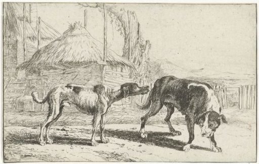 Male and female dog