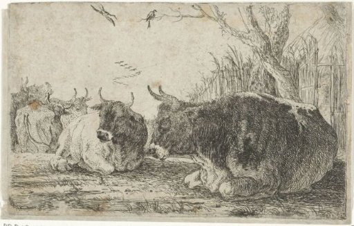Resting cows