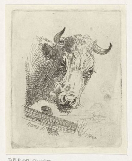 Cow's head to the right