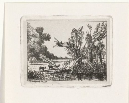 Pollarded willows