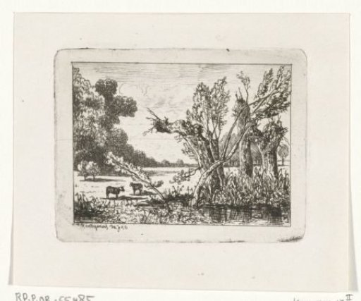 Pollarded willows