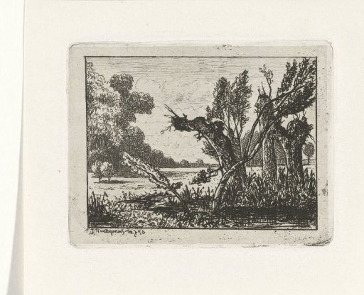 Pollarded willows