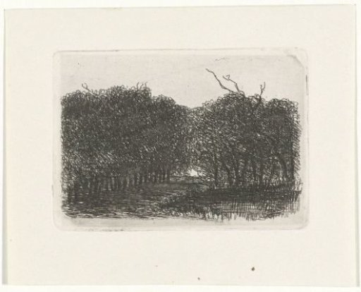 Forest view