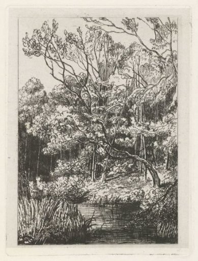 Woodland view