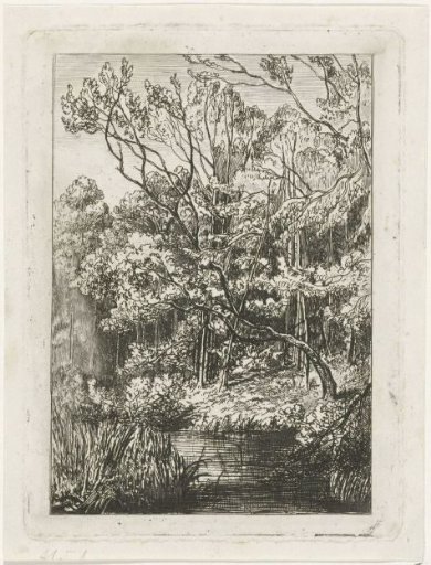 Woodland view