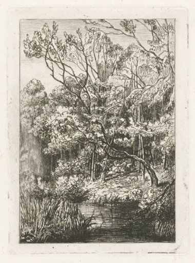 Woodland view