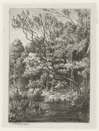 Woodland view
