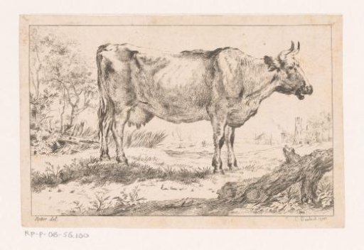 Cow in a landscape