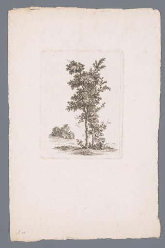 Two trees with a bush in the background