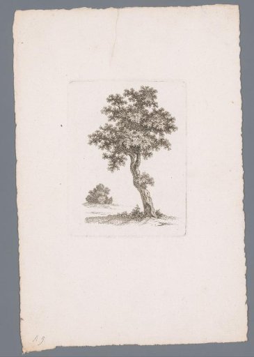 Tall tree with shrub in the background