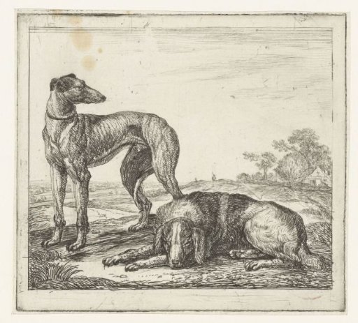 Greyhound and Hunting Dog