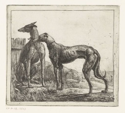 Two Greyhounds