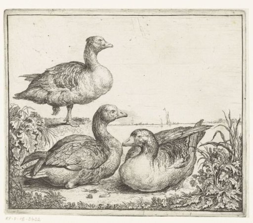 Three Geese