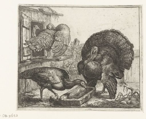 Four Turkeys