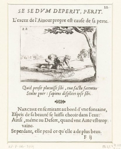 Narcissus