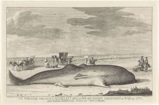 Stranded whale