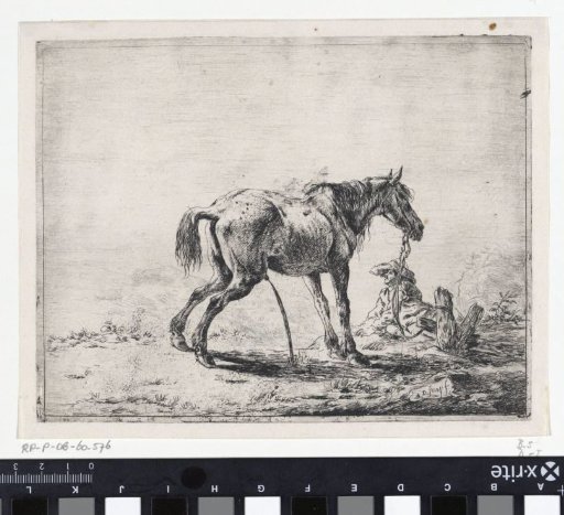 Urinating horse