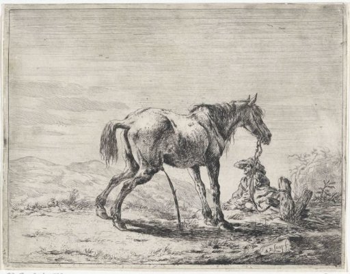 Urinating horse