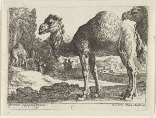Camels