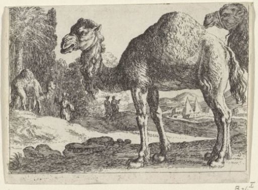 Camels