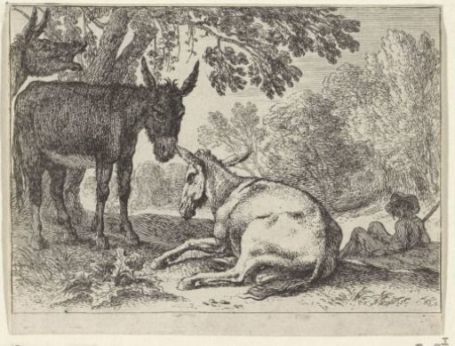 Donkeys