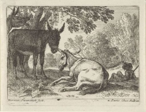 Donkeys