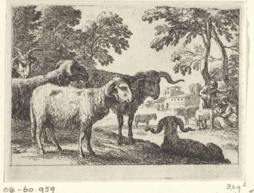 Rams