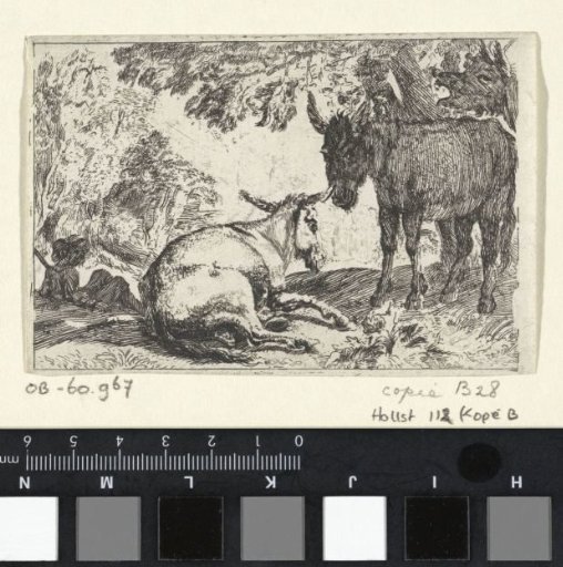 Donkeys