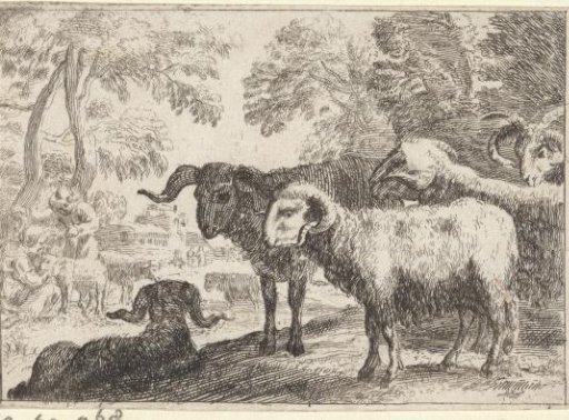 Rams
