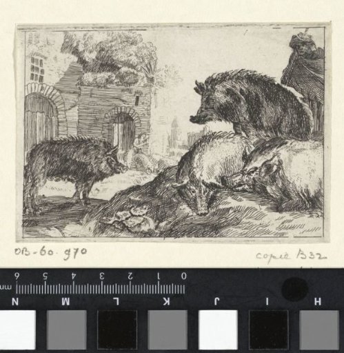 Pigs