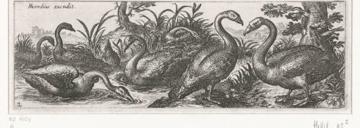 Swans