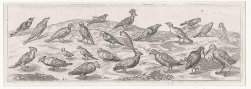 Landscape with various kinds of birds