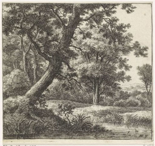Overhanging tree