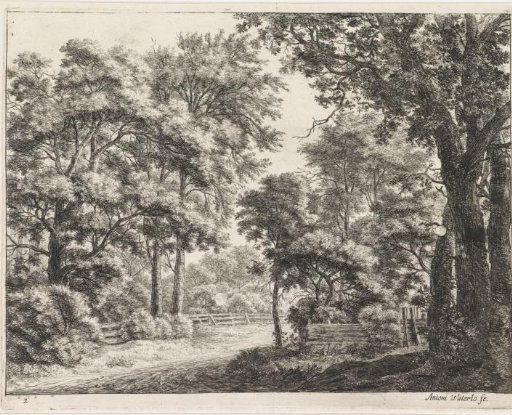 Large trees on both sides of a path